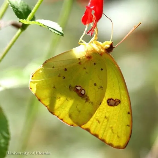 thumbnail for publication: Cloudless Sulphur Phoebis sennae (Linnaeus) (Insecta: Lepidoptera: Pieridae: Coliadinae)